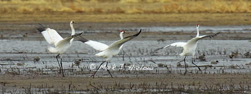 Whooping cranes on the Platte River.