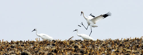 Whooping cranes on the Platte River