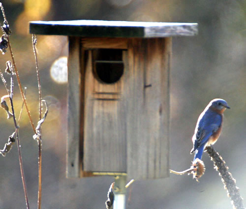 Bluebird Nest Boxes