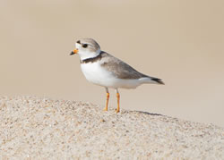 Birds In Nebraska