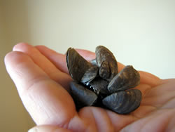 ebra mussel found in Zorinsky Lake causes tremendous economic and ecological impacts, March 2011. (Karie Decker/Nebraska Invasive Species Project)