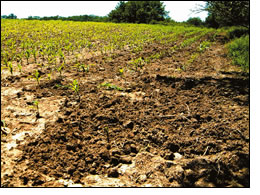 Feral hog damage in a corn field. (Courtesy Sam Wilson,  Nebraska Game and Parks Commission)