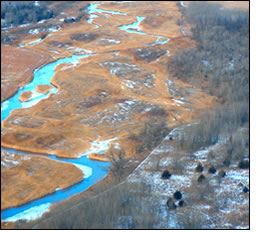 Common reed visible on sandbars along the river. (Courtesy Rich Walters, The Nature Conservancy)
