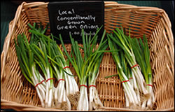 Locally grown green onions